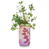 Modern Sprout Hydroponic Garden Jar
