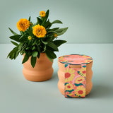 Tiny Terracotta Grow Kits