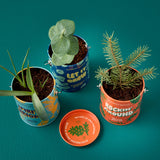 Holiday Complimentary Colors Grow Kits
