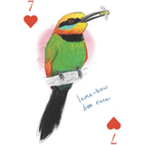 The Field Guide to Dumb Birds Playing Cards: 2-Deck Set