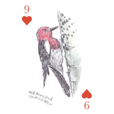 The Field Guide to Dumb Birds Playing Cards: 2-Deck Set