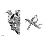 Slow Birding: The Art and Science of Enjoying the Birds in Your Own Backyard