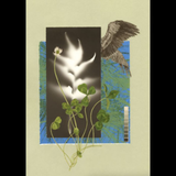 The Comfort of Crows: A Backyard Year