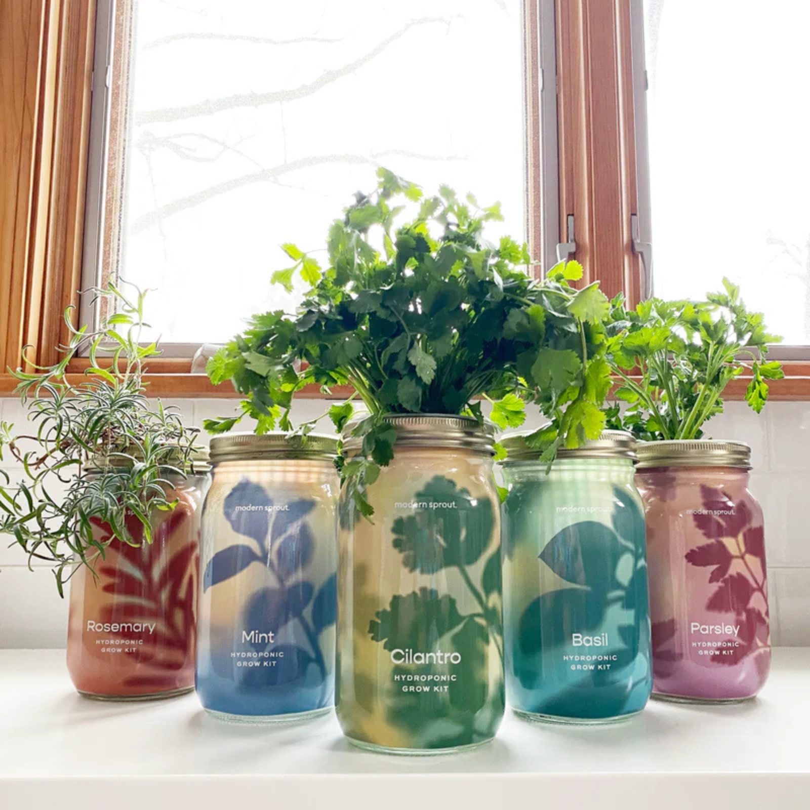 Modern Sprout Hydroponic Garden Jar