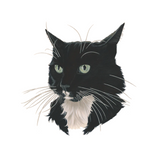 B/W Fancy Cat Tattoo Pairs