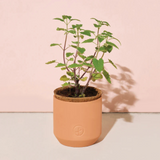 Tiny Terracotta - Curious Catnip