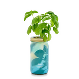 Modern Sprout Hydroponic Garden Jar