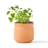 Tiny Terracotta Pet Grow Kits - Curious Catnip