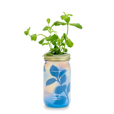 Modern Sprout Hydroponic Garden Jar