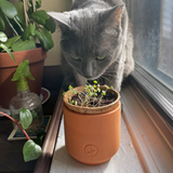 Tiny Terracotta - Curious Catnip