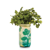 Modern Sprout Hydroponic Garden Jar