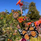 Solar Eclipse Hand-painted Mini Monarch Butterfly Hair Claw
