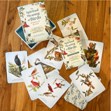 The Spiritual Meaning of Birds Oracle Deck: Discover the Wisdom & Insight of These Divine Winged Messengers