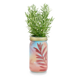 Modern Sprout Hydroponic Garden Jar