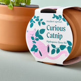 Tiny Terracotta Pet Grow Kits - Curious Catnip