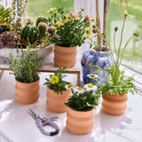 Tiny Terracotta Grow Kits