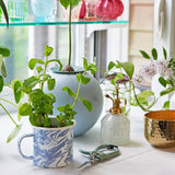 Altered Herbs Mug Grow Kits
