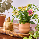 Tiny Terracotta Grow Kits