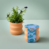 Tiny Terracotta Grow Kits
