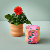 Tiny Terracotta Grow Kits