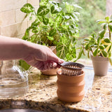 Tiny Terracotta Grow Kits