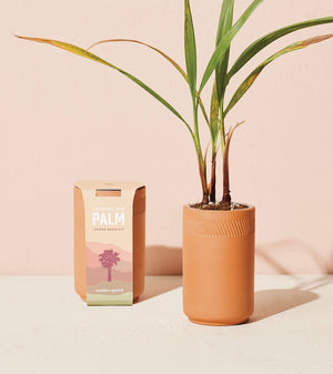 Terracotta Kit - Palm