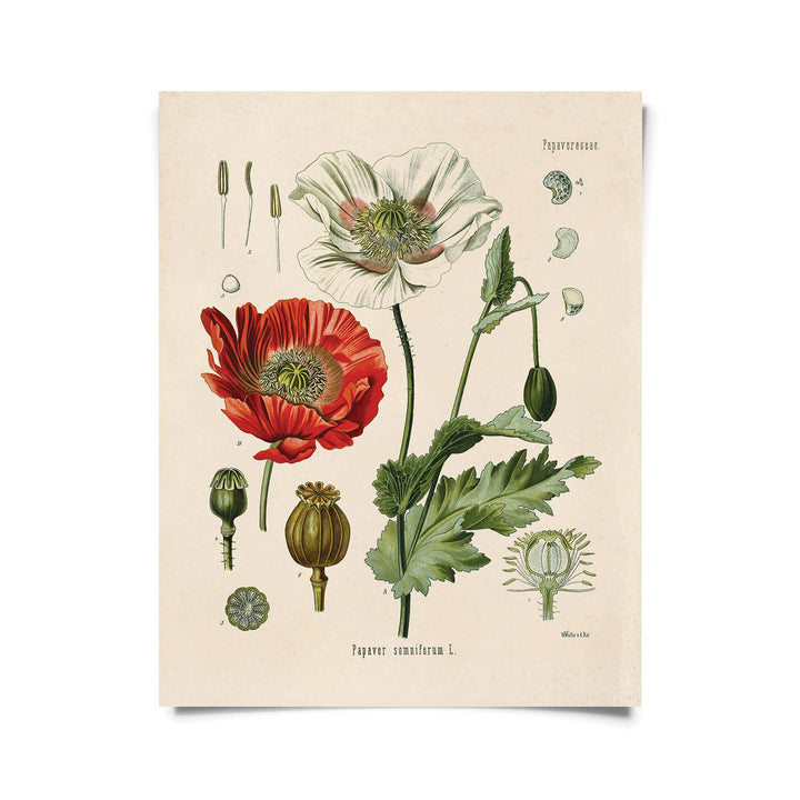 Vintage Botanical Opium Poppy Flower Print w/ optional frame