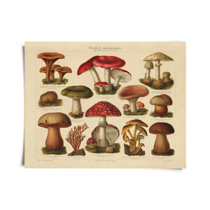 Vintage German Pilze Mushroom 8x10 Print
