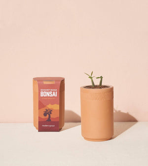 Terracotta Kit - Desert Rose Bonsai
