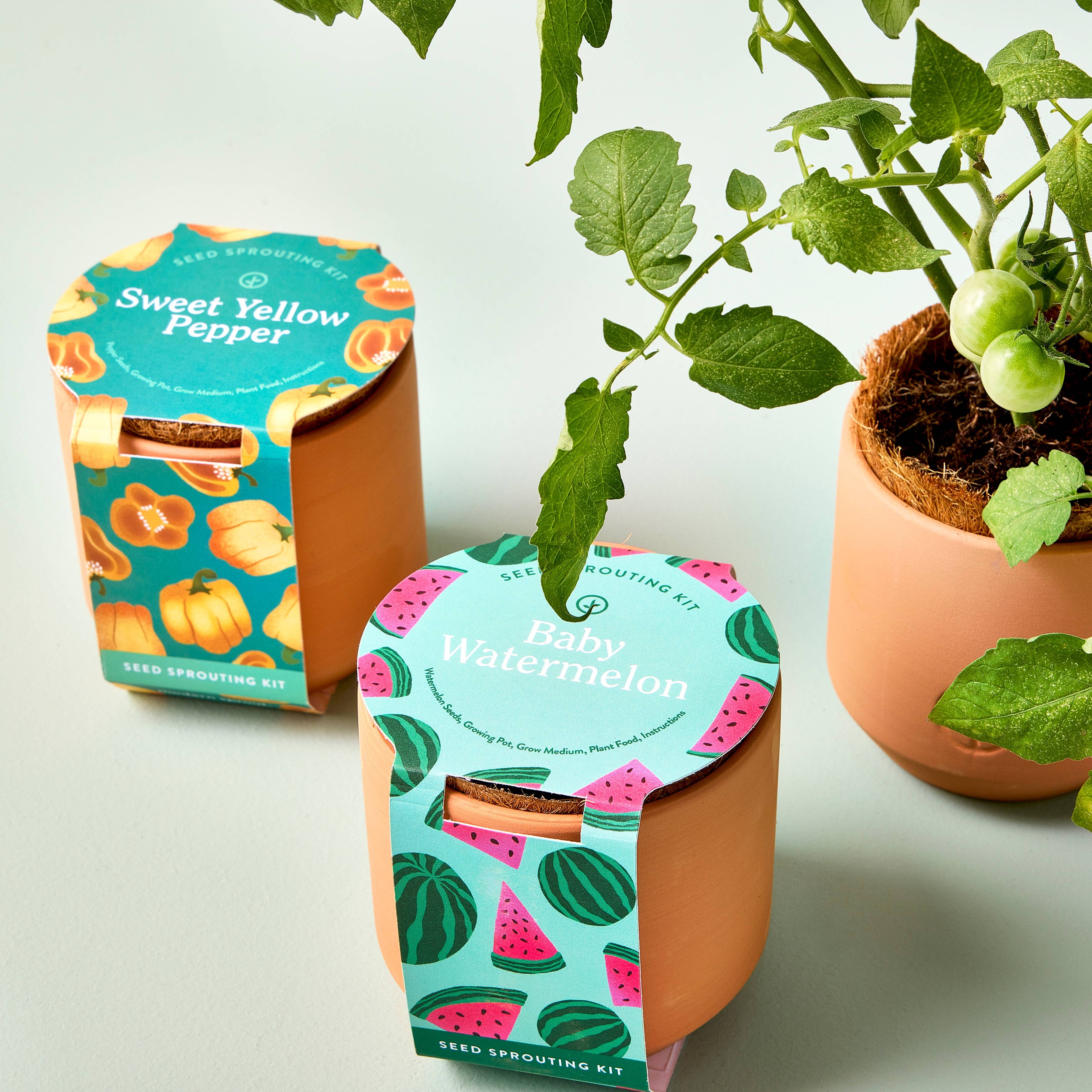 Modern Sprout Terracotta Garden Kits